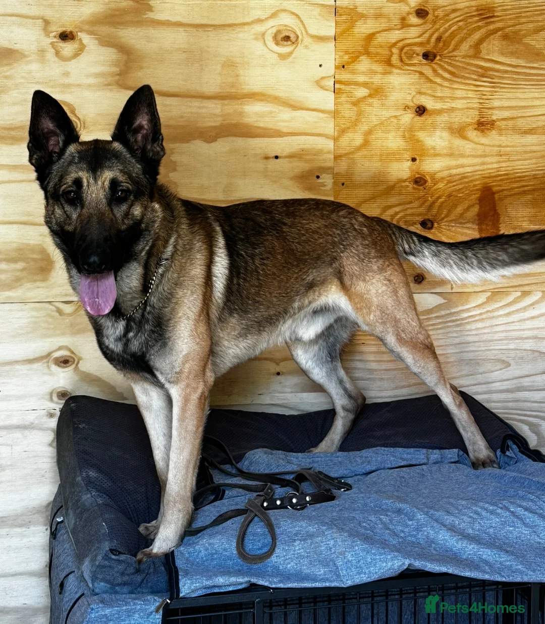 German Shepherd dogs for stud: PROVEN BIG BONED GERMAN SHEPHERD FOR STUD  in Romford - Advert 9