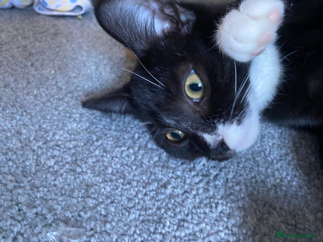 Mixed Breed cats for sale: LUNA  - Advert 3