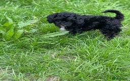 Cavapoo dogs for sale: Cavapoo F1 pups health tested parents  - Image 12