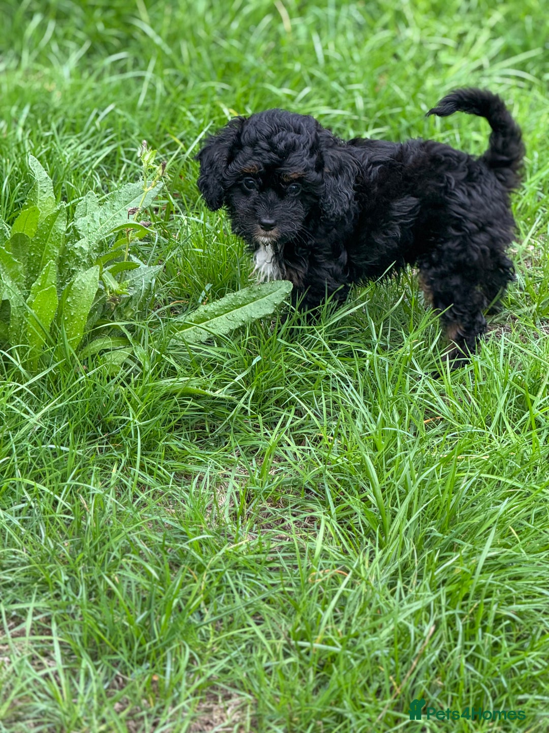 Cavapoo dogs for sale: Cavapoo F1 pups health tested parents  - Image 12