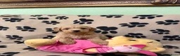 Poochon dogs for sale: ***Beautiful Poochon puppies Boys and Girls*** - Advert 8