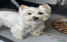 West Highland Terrier dogs for sale: Quality pedigree West Highland White Terriers  - Image 5