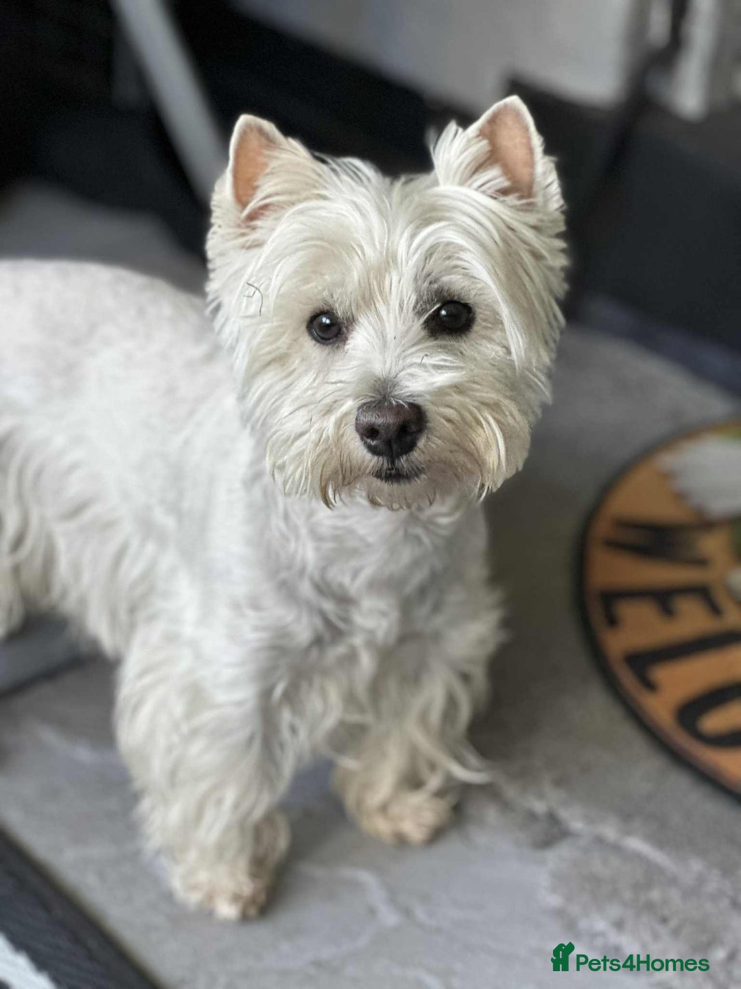 West Highland Terrier dogs for sale: Quality pedigree West Highland White Terriers  - Image 5