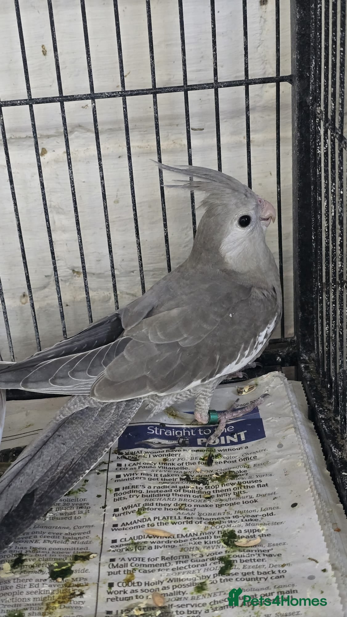 Cockatiels birds Cockatiel - Advert 2