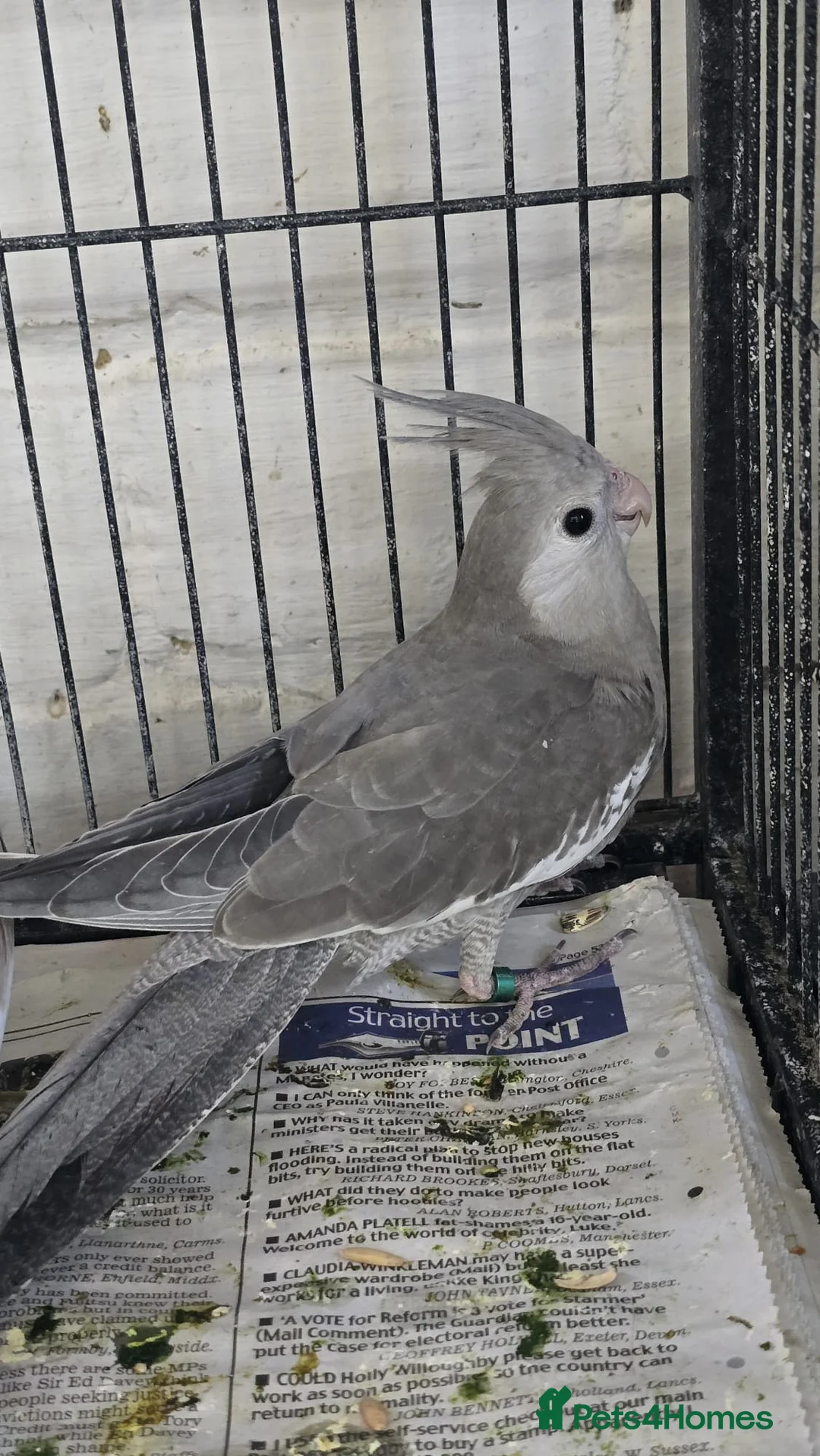 Cockatiels birds for sale: Cockatiel - Advert 2