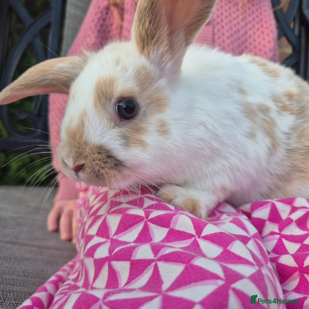 Mini Lop rabbits for sale: Gorgeous mini lop x Rex kits - Advert 1