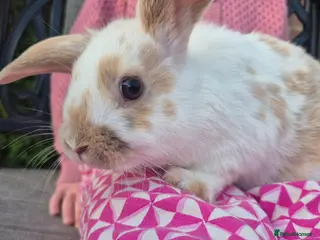 Mini Lop rabbits Gorgeous mini lop x Rex kits - Advert 2