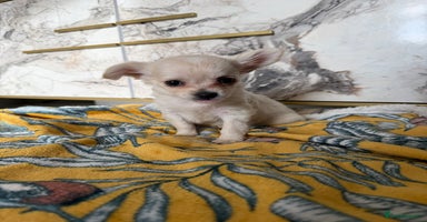 Chihuahua dogs - Advert 10