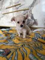Chihuahua dogs Tiny Chihuahuas ready now female & male - Advert 3