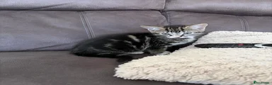 Mixed Breed 5