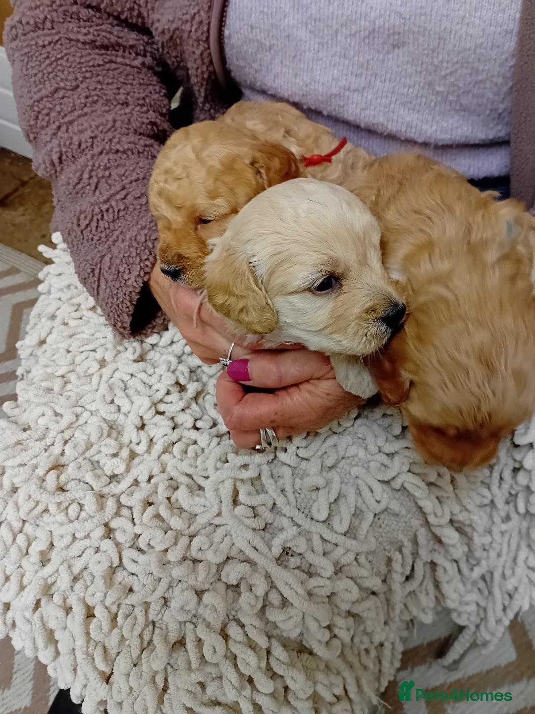 Cockapoo dogs for sale: Stunning Cockapoo puppies - Advert 7