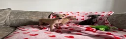 Italian Greyhound dogs for sale: KC registered Italian greyhound puppies for sale - Advert 3