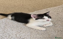 British Shorthair cats for sale: 6 beautiful kittens need a new home - Image 2