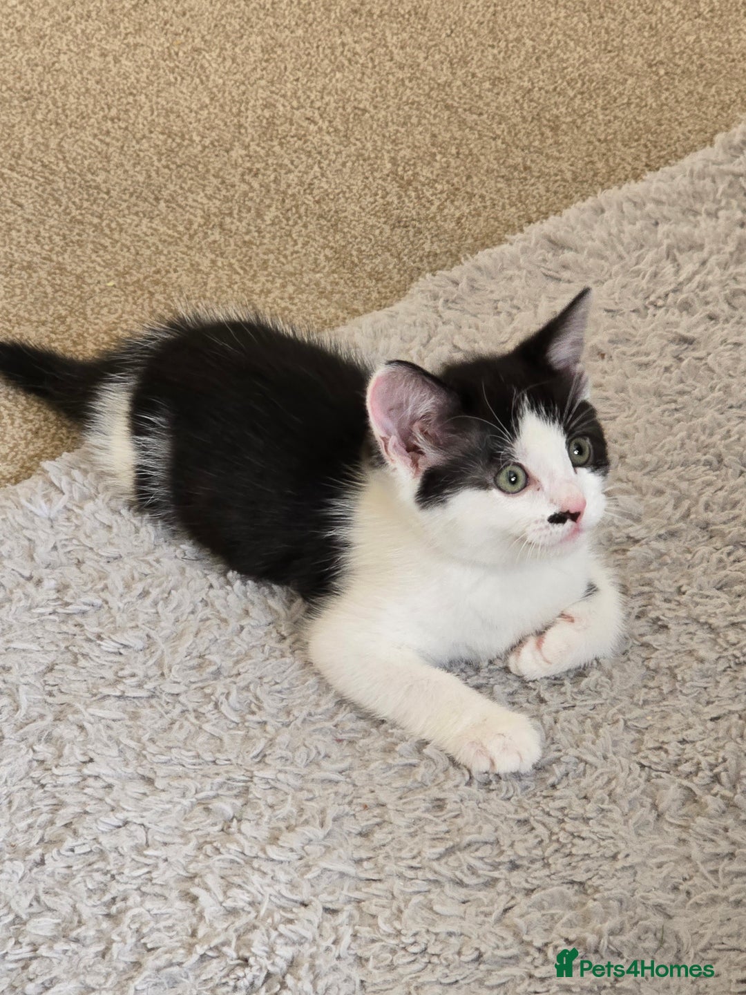 British Shorthair cats for sale: 6 beautiful kittens need a new home - Image 2