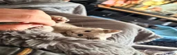 British Shorthair cats for sale: BSH British short hair - Advert 3