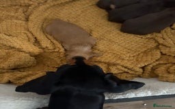Dachshund dogs for sale: Stunning Chocolate & Cream puppies  - Image 18