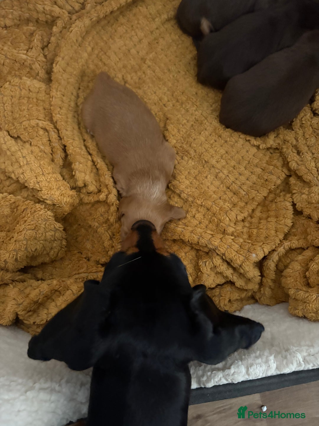 Dachshund dogs for sale: Stunning Chocolate & Cream puppies  - Image 18