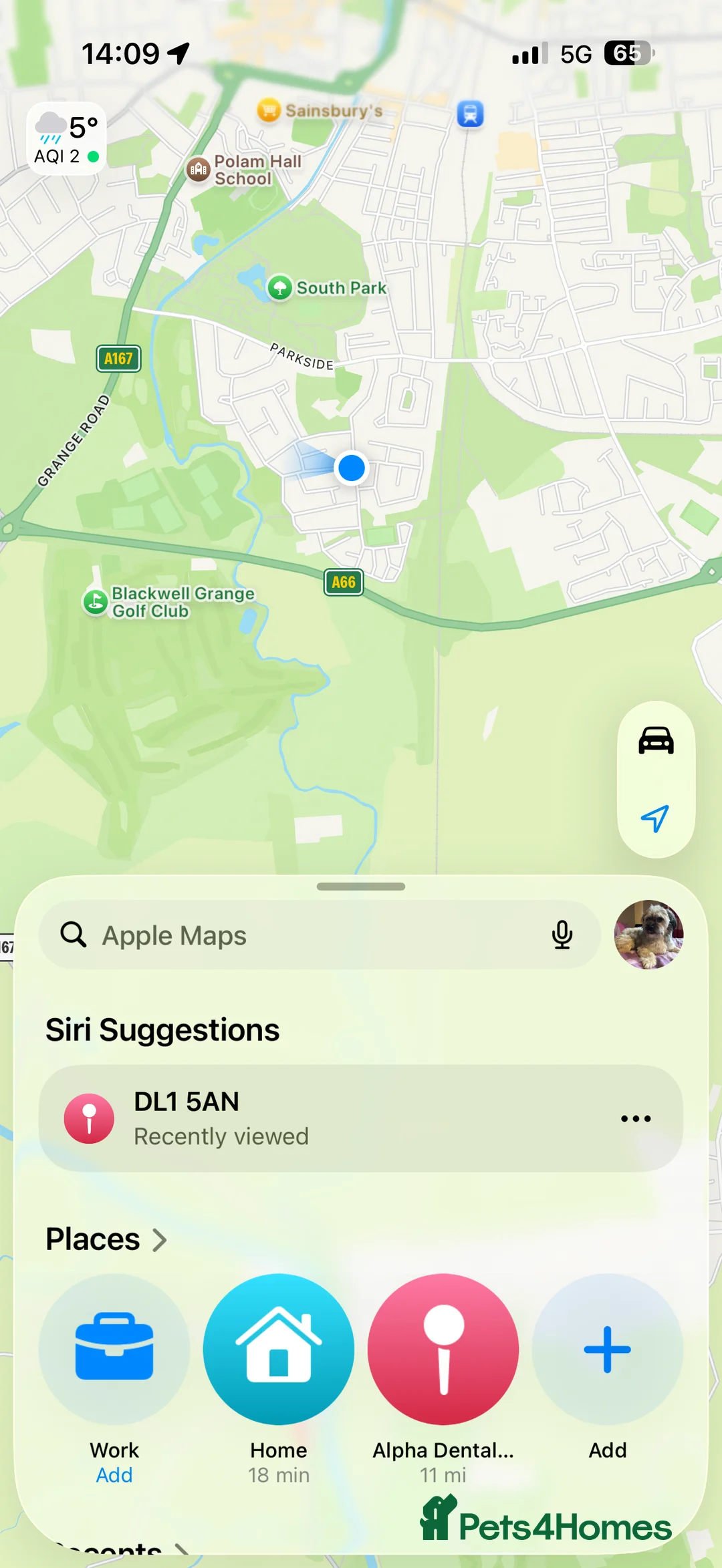 Mixed Breed dogs for sale: Stunning Chinese Crested X Shih Tzu - Advert 4