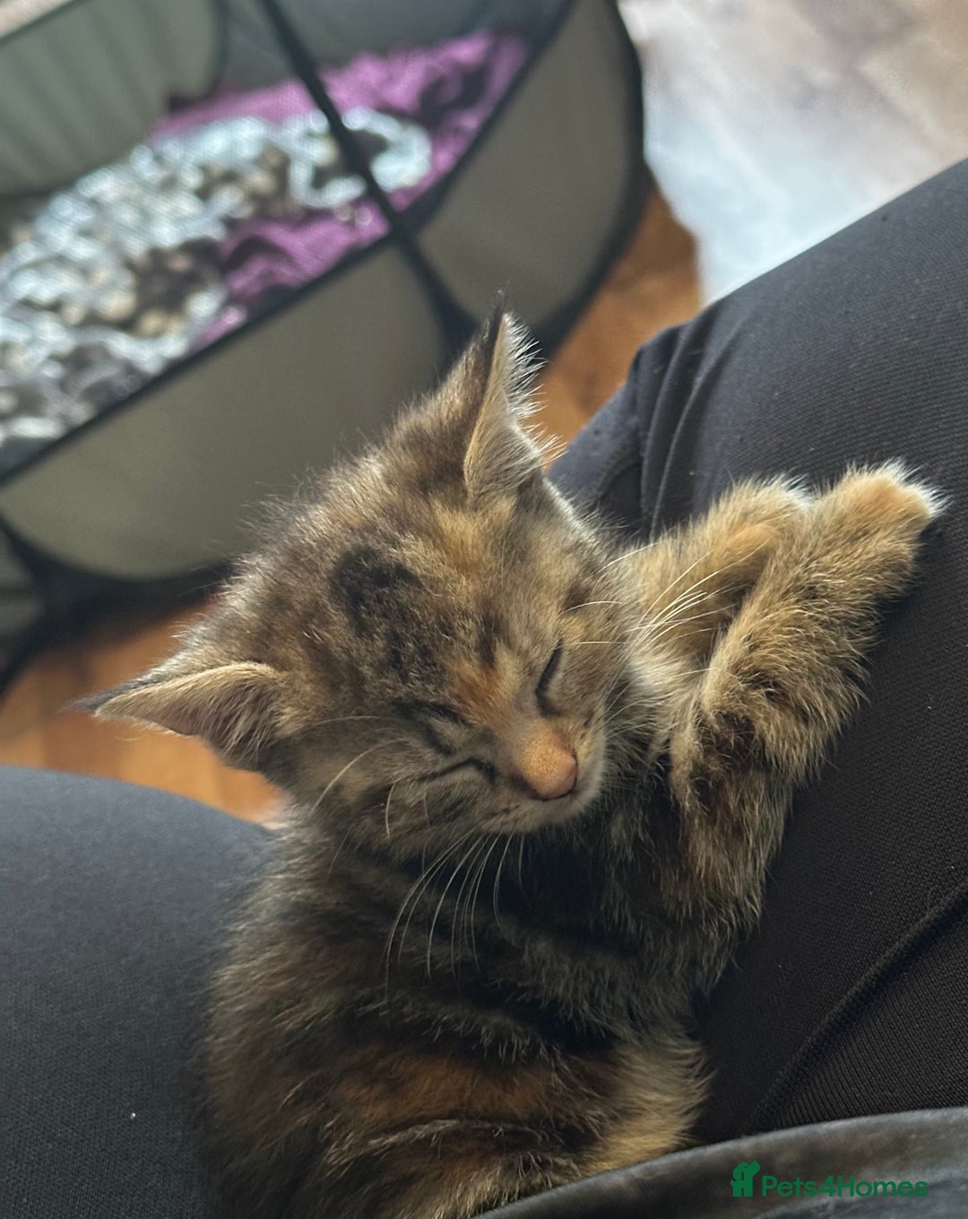 Domestic Shorthair cats for sale: 4 beautiful kittens, 2 boys and 2 girls - Image 5