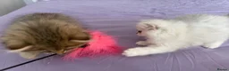 Persian cats for sale: GCCF Registered Persian Kittens Available - Advert 22