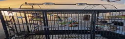 Ringnecks birds for sale: 1 year old Indian ringneck for rehome in Chippenham - Advert 1