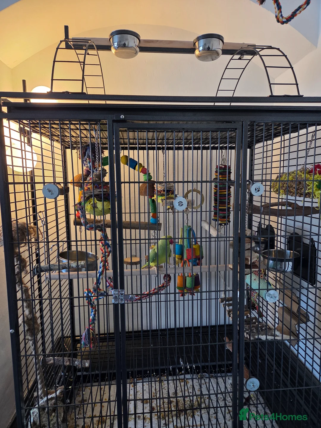 Ringnecks birds for sale: 1 year old Indian ringneck for rehome in Chippenham - Advert 1