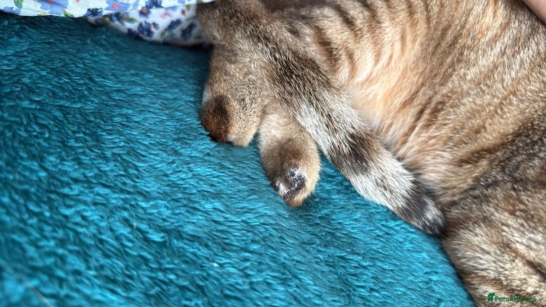 Mixed Breed cats for adoption: CARLA AMAZING RESILIENT FEET MISSING AFFECTIONATE  - Image 6