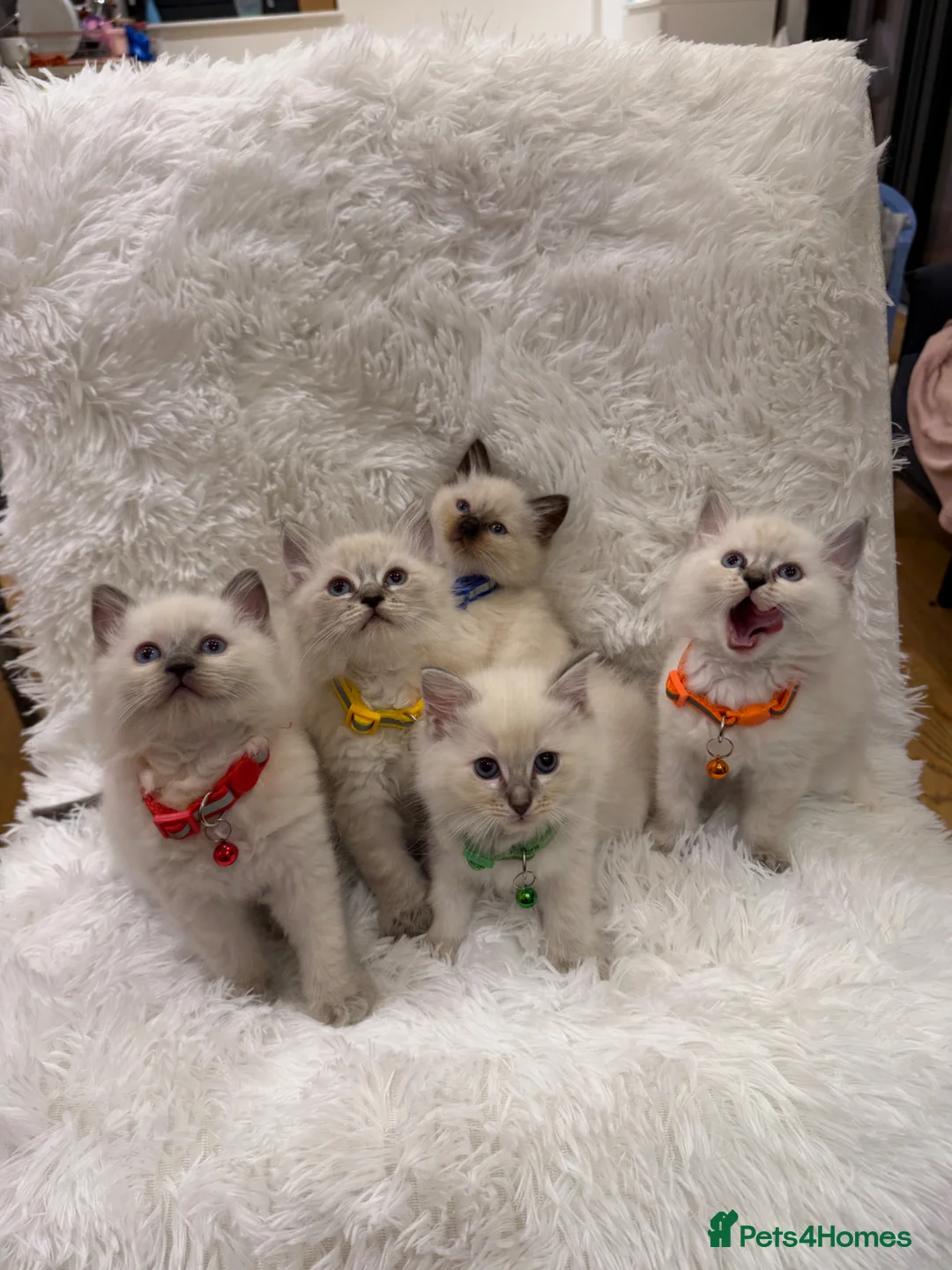 Ragdoll cats for sale: Pure ragdolls  - Advert 2