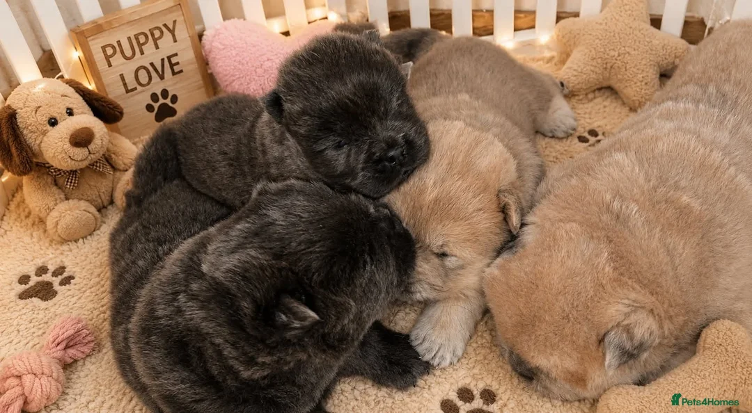 Chow Chow dogs for sale: Chow chow puppies  in Retford - Advert 1
