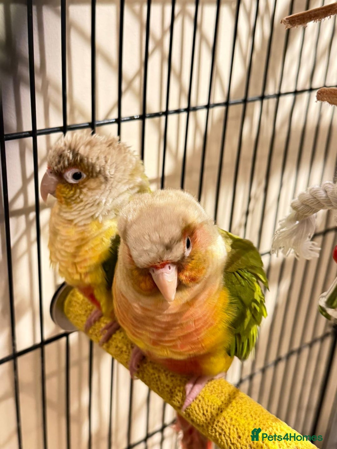 Budgerigars birds for sale: Beautiful Pineapple Conures- Tame and not Tame!! - Advert 1
