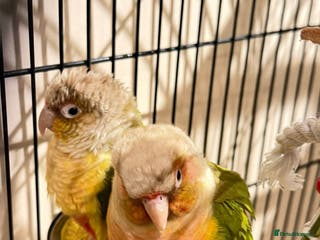 Budgerigars birds Beautiful Pineapple Conures- Tame and not Tame!! - Advert 23