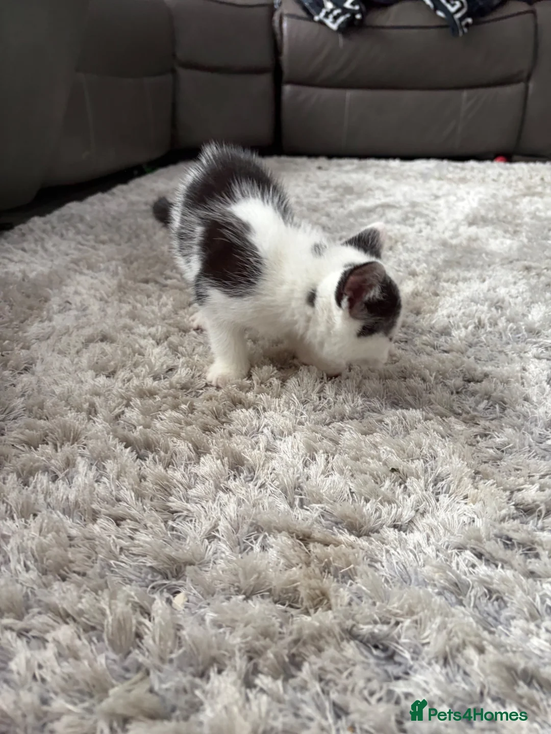 British Shorthair cats for sale: Kittens  in High Wycombe - Advert 2