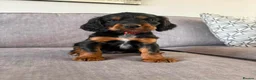 Cocker Spaniel dogs for stud: Spike- Working Cocker Spaniel KC registered - Advert 5