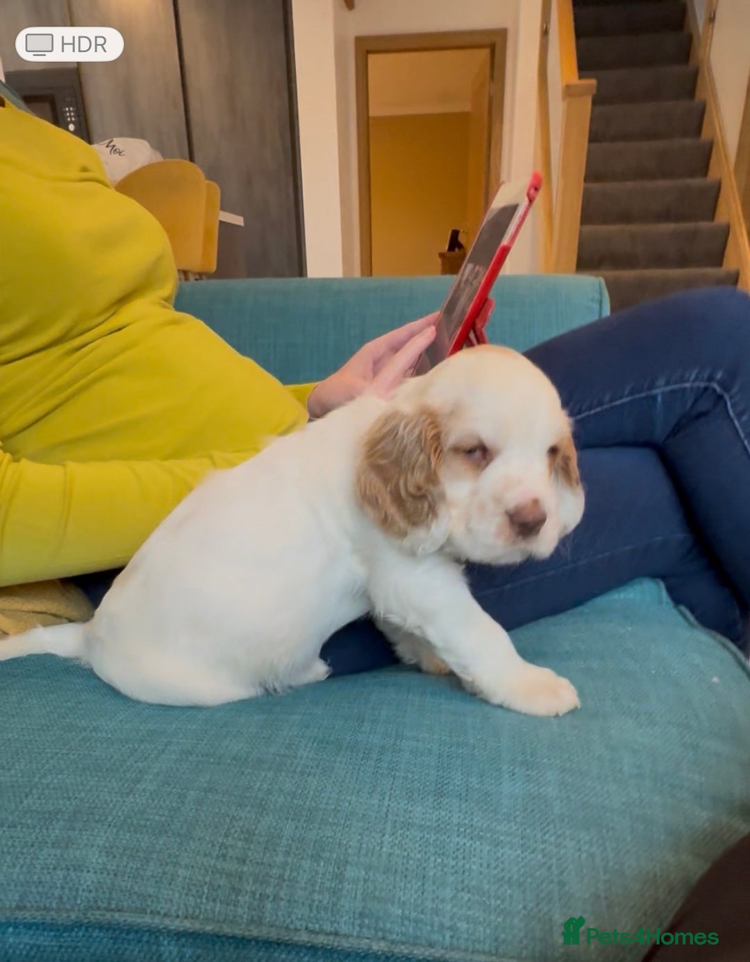 Clumber Spaniel dogs for stud: KC Clumber Spaniel Stud Dog in Doncaster - Advert 7