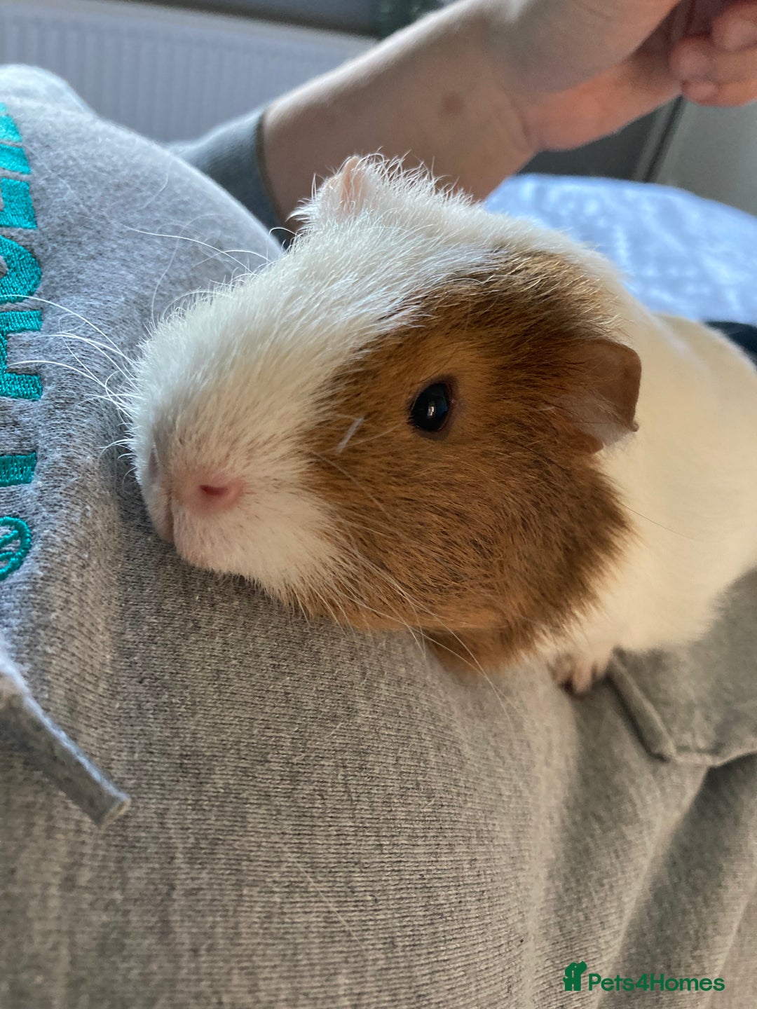 Guinea Pig rodents for sale: 2 Bonded Male Guinea Pigs - Image 4