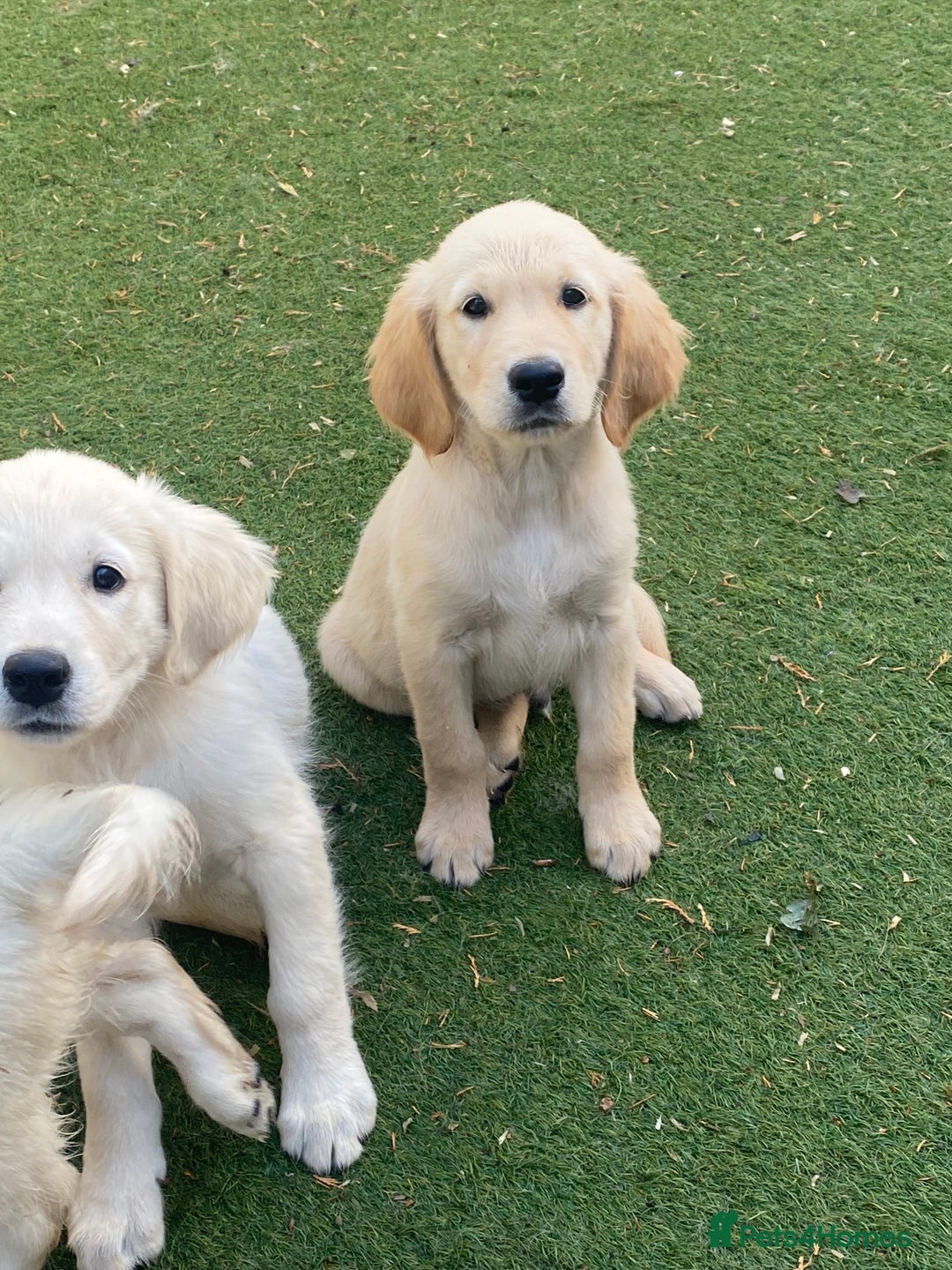 Golden Retriever dogs for sale: KC®️BEAUTIFUL GOLDEN RETRIEVER PUPPIES 🐶❤️ HIP ✅  - Image 18