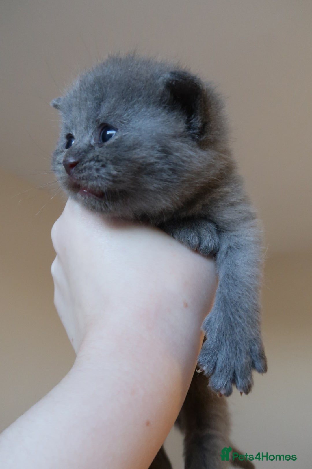British Shorthair cats for sale: 2 left -GCCF Registered British Shorthair Kittens  - Advert 8