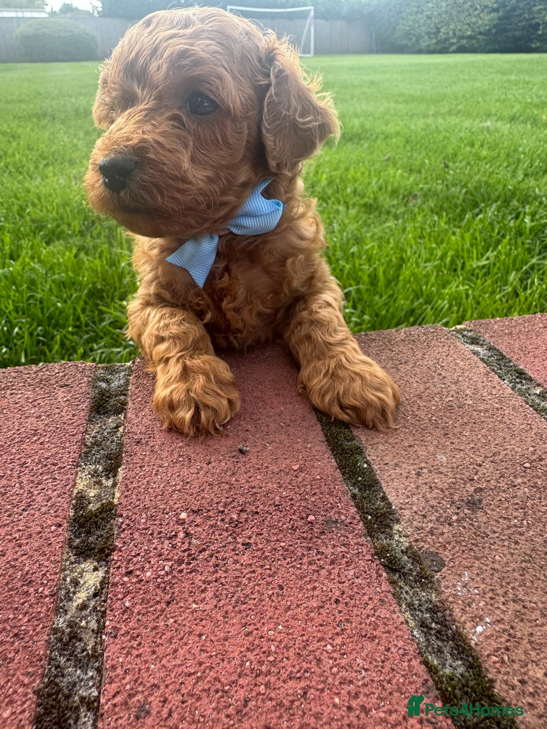 Miniature Poodle dogs for sale: KC registered Miniature Red poodles for Sale - Image 33