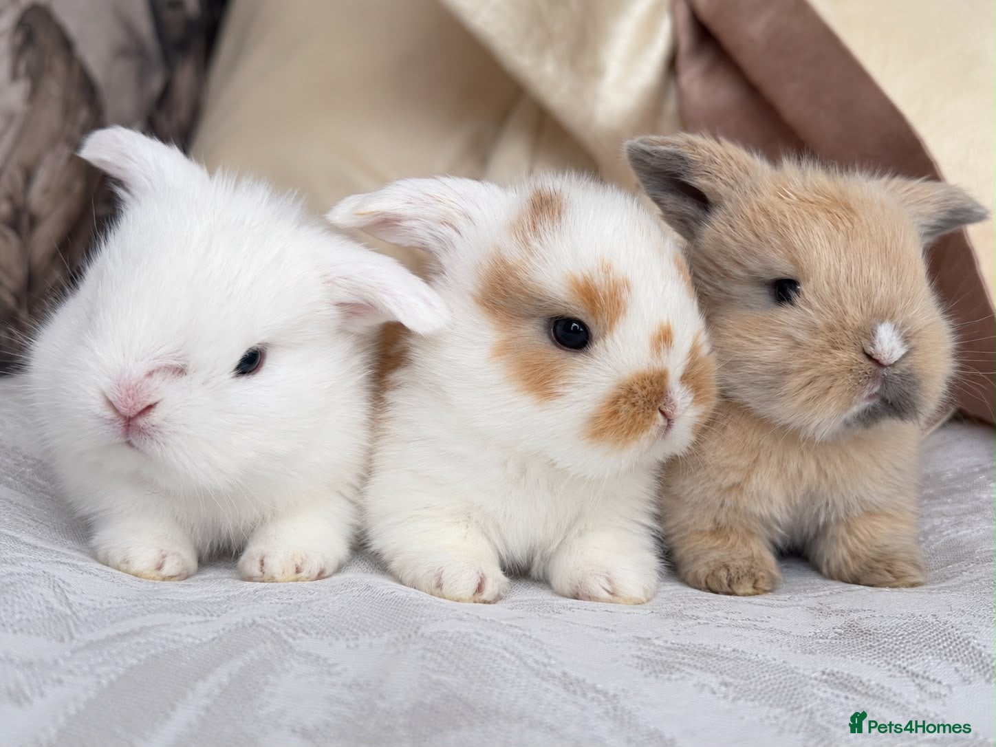 Mini Lop rabbits Cute Blue Mini Lop Babies  - Advert 1