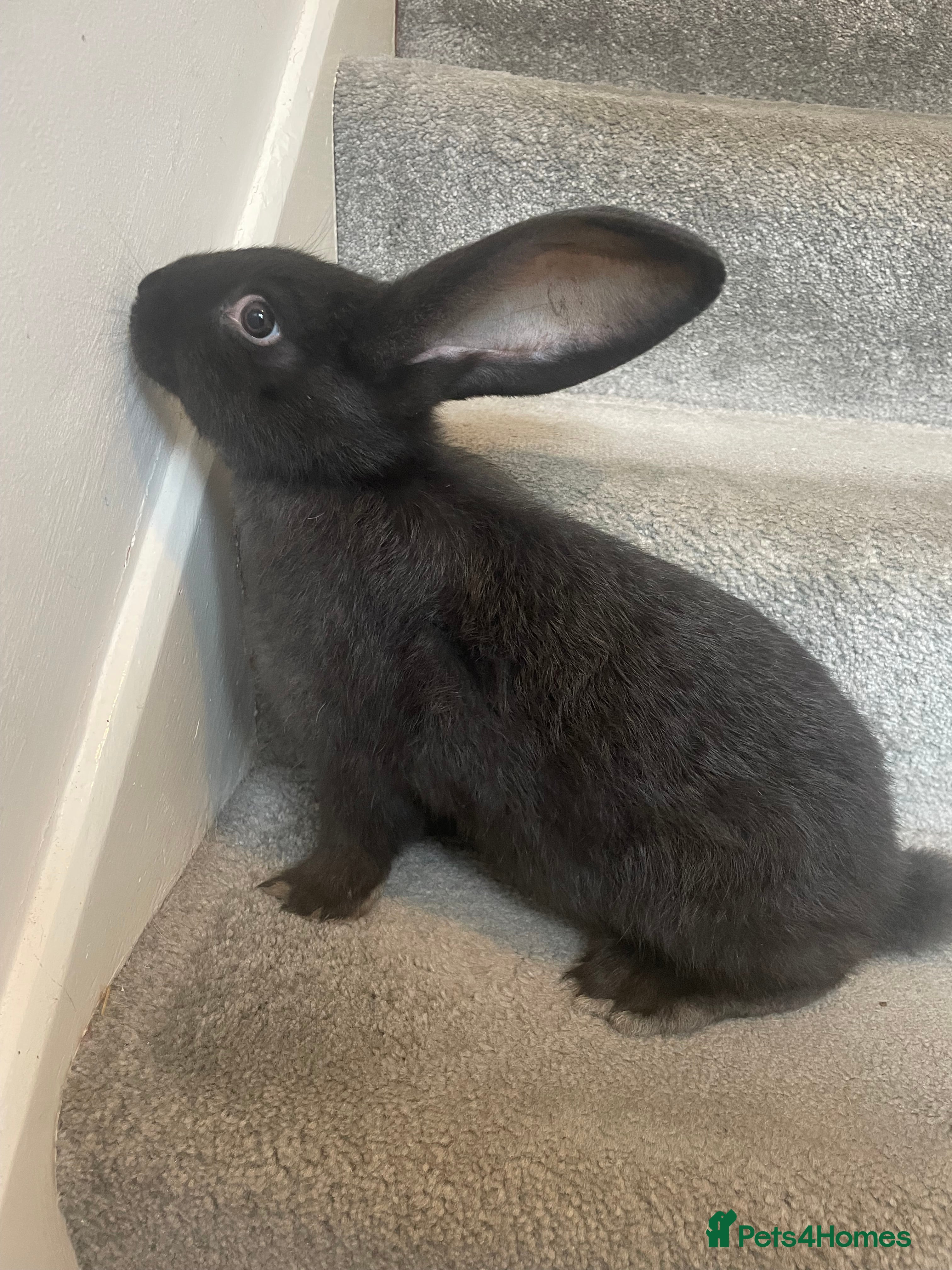 Continental Giant rabbits 💖8 week old continental giant💙 - Advert 18