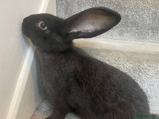 Continental Giant rabbits 💖8 week old continental giant💙 - Advert 18