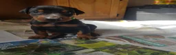 Dobermann dogs for sale: Adorable Doberman puppies  - Advert 29
