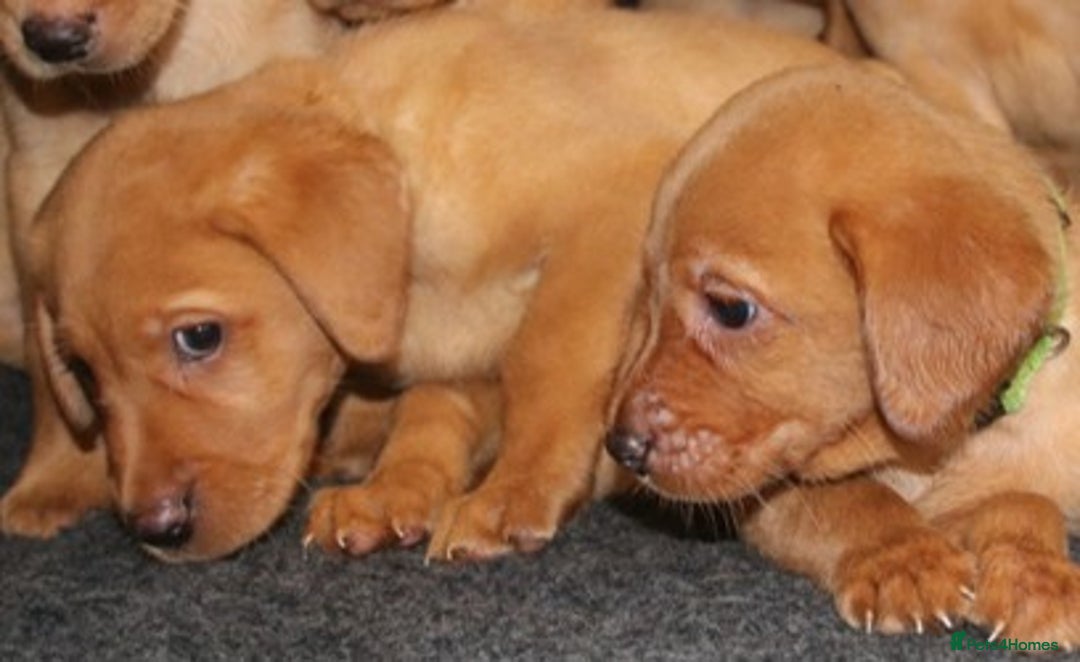 Labrador Retriever dogs for sale: Red Fox Labs : Health Checked-KC Reg-FTCH Pedigree - Image 7