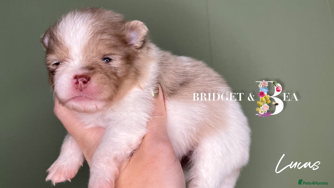 Pomeranian dogs for sale: 💛PUPPIES ARRIVED 💛 - Advert 35