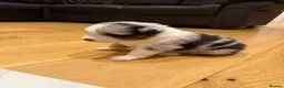 Australian Shepherd dogs for sale: Australian Shepherd Puppies - Advert 15