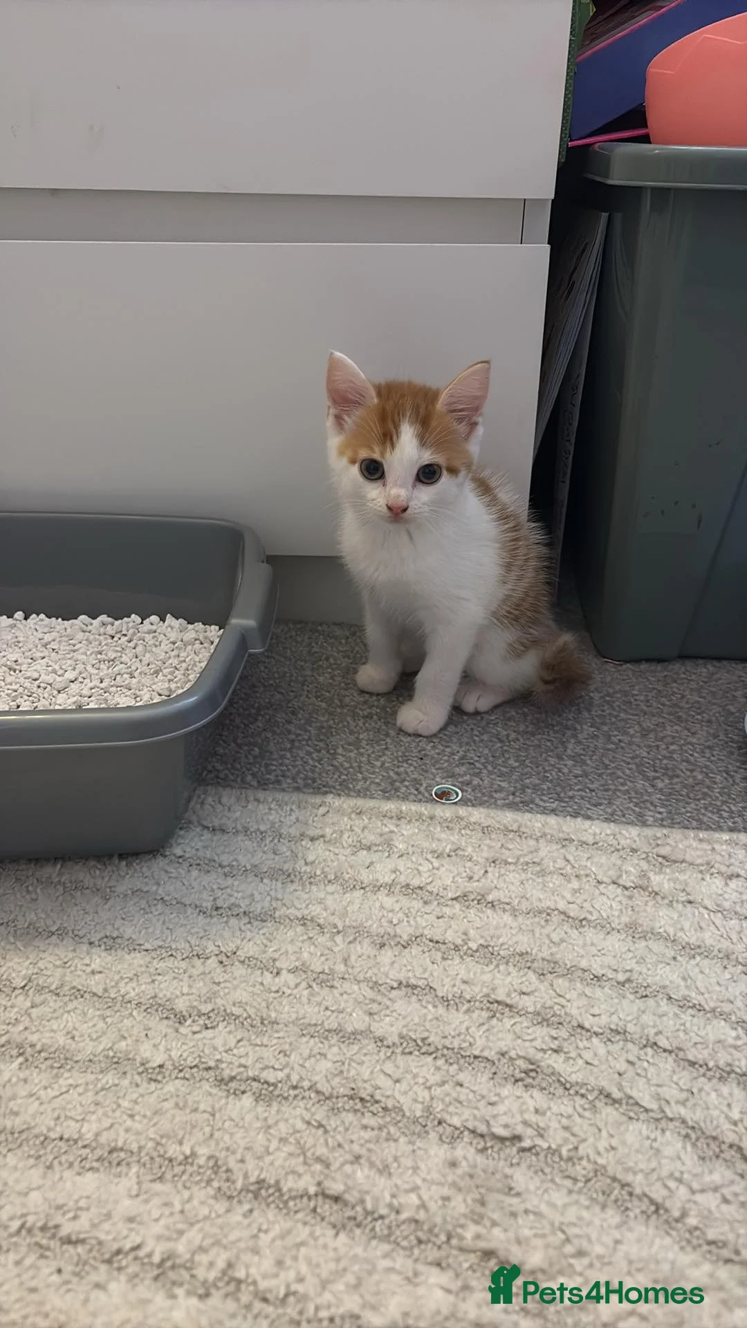 Domestic Shorthair cats for sale: Ginger kitten in Hull - Advert 3