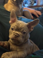 French Bulldog dogs - Advert 4