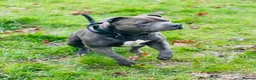 Staffordshire Bull Terrier dogs for sale: 2 Remain KC REG Blue Staff Bull Terrier Puppies - Advert 26