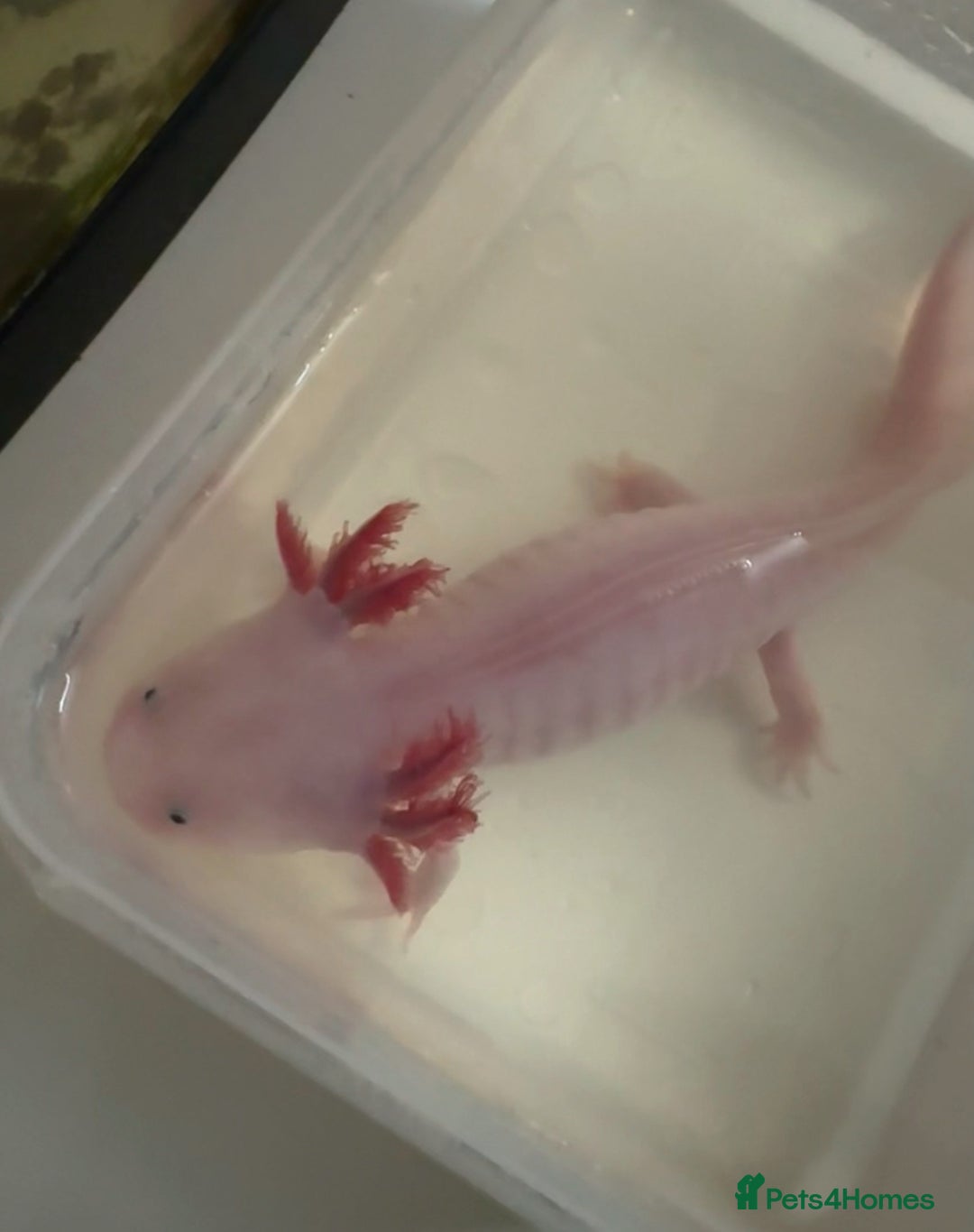 Axolotl reptiles for sale: AJ the Axolotl  - Advert 2