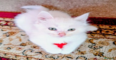 Mixed Breed cats - Advert 10